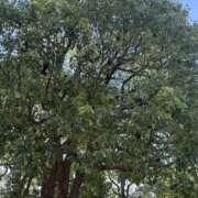 ヒメ日記 2025/07/30 13:15 投稿 ありす パイの巣