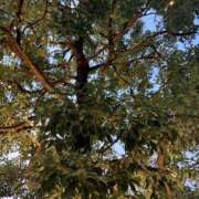 ヒメ日記 2025/08/27 18:59 投稿 ありす パイの巣