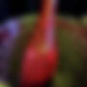 ヒメ日記 2025/09/23 07:22 投稿 ありす パイの巣