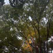 ヒメ日記 2025/10/08 16:59 投稿 ありす パイの巣