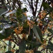 ヒメ日記 2025/10/19 13:23 投稿 ありす パイの巣