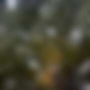 ヒメ日記 2025/10/23 16:37 投稿 ありす パイの巣