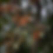 ヒメ日記 2025/10/27 13:57 投稿 ありす パイの巣