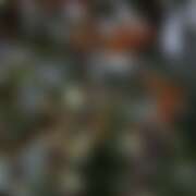 ヒメ日記 2025/10/31 19:31 投稿 ありす パイの巣