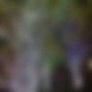 ヒメ日記 2025/11/05 13:55 投稿 ありす パイの巣