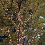 ヒメ日記 2025/11/06 12:44 投稿 ありす パイの巣