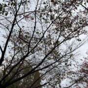 ヒメ日記 2025/11/19 10:46 投稿 ありす パイの巣