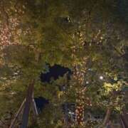 ヒメ日記 2025/11/23 06:49 投稿 ありす パイの巣