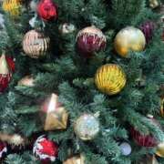 ヒメ日記 2025/12/03 06:24 投稿 ありす パイの巣