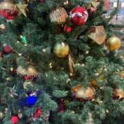 ヒメ日記 2025/12/14 06:57 投稿 ありす パイの巣