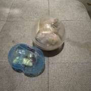 ヒメ日記 2025/12/16 06:08 投稿 ありす パイの巣