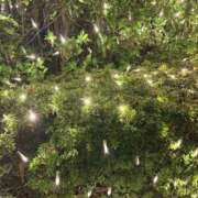 ヒメ日記 2025/12/30 17:46 投稿 ありす パイの巣