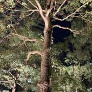 ヒメ日記 2026/01/01 16:26 投稿 ありす パイの巣