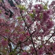 ヒメ日記 2026/03/03 22:14 投稿 ありす パイの巣