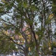 ヒメ日記 2026/03/07 18:22 投稿 ありす パイの巣