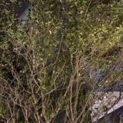 ヒメ日記 2026/03/15 18:35 投稿 ありす パイの巣