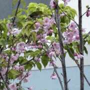 ありす こんばんは パイの巣