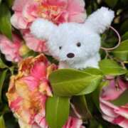 ヒメ日記 2025/04/14 18:09 投稿 ちい 新橋フェアリーズ