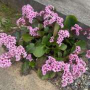 ヒメ日記 2025/04/12 09:53 投稿 らん BLUE BIRD (ブルーバード) 上越