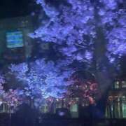 ヒメ日記 2025/04/14 04:23 投稿 らん BLUE BIRD (ブルーバード) 上越