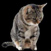 ヒメ日記 2025/06/13 07:04 投稿 ゆの TSUBAKI（水戸）