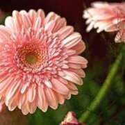 ヒメ日記 2025/08/22 19:48 投稿 ゆの TSUBAKI（水戸）