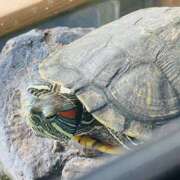 ヒメ日記 2025/04/11 16:42 投稿 りんね 福生デリ倶楽部