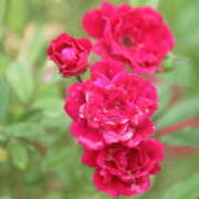 ヒメ日記 2025/11/04 18:40 投稿 りんね 福生デリ倶楽部