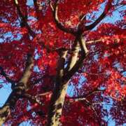 ヒメ日記 2025/11/12 09:15 投稿 りんね 福生デリ倶楽部