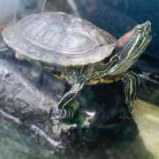 ヒメ日記 2025/11/20 21:44 投稿 りんね 福生デリ倶楽部