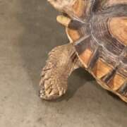 ヒメ日記 2026/03/01 15:02 投稿 りんね 福生デリ倶楽部