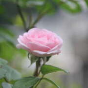 りんね おはようございます☆ 福生デリ倶楽部