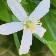 ヒメ日記 2026/05/11 13:12 投稿 りんね 福生デリ倶楽部