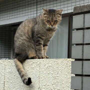 ヒメ日記 2025/10/08 18:09 投稿 あきね ハピネス東京