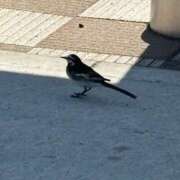 ヒメ日記 2026/06/25 06:47 投稿 あきね ハピネス東京