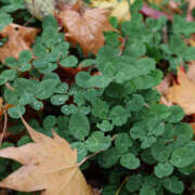 ヒメ日記 2025/05/26 20:48 投稿 翠那(あきな) 恋愛マット同好会