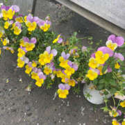 ヒメ日記 2025/06/16 22:08 投稿 翠那(あきな) 恋愛マット同好会