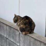 ヒメ日記 2026/03/17 17:40 投稿 うみ スピードエコ天王寺店