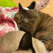 ヒメ日記 2025/11/25 04:10 投稿 竹内 りむ 夜這い＆イメクラ妄想する女学生たち谷九校