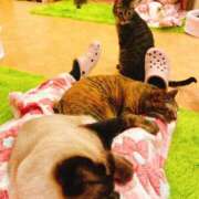 ヒメ日記 2025/11/25 04:52 投稿 竹内 りむ 夜這い＆イメクラ妄想する女学生たち谷九校