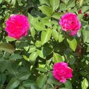 ヒメ日記 2025/08/23 18:43 投稿 アナ しろうと娘　本店