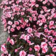 ヒメ日記 2025/09/01 23:51 投稿 アナ しろうと娘　本店