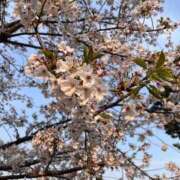 ヒメ日記 2025/04/08 20:26 投稿 めい【4/8デビュー】 Aroma de TOKYO 三河店（岡崎・豊田・安城）