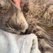 ヒメ日記 2026/01/11 20:34 投稿 ねる ベイビーモコ