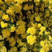 ヒメ日記 2025/04/22 07:55 投稿 マリ バイオレンス