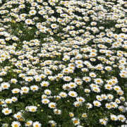 ヒメ日記 2025/05/09 07:05 投稿 マリ バイオレンス