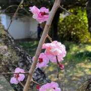 ヒメ日記 2026/03/02 17:25 投稿 マリ バイオレンス