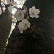 ヒメ日記 2025/04/18 16:25 投稿 りお Lui（ルイ）