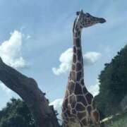 ヒメ日記 2025/08/06 13:07 投稿 りお Lui（ルイ）