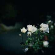 ヒメ日記 2026/01/11 06:00 投稿 りお Lui（ルイ）